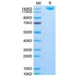 Tris-Bis PAGE - Recombinant SARS-CoV-2 Spike RBD Protein (C-terminal His Tag) (A331850) - Antibodies.com