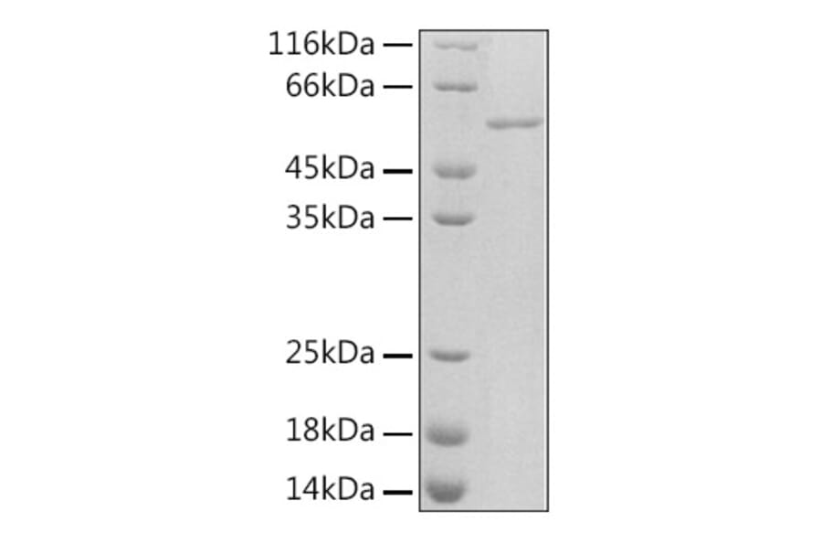 SDS-PAGE - Recombinant Rat PAI1 Protein (C-terminal His Tag) (A331854) - Antibodies.com