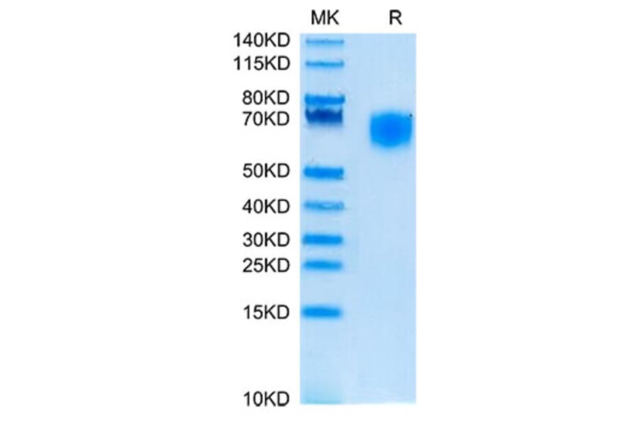 Tris-Bis PAGE - Recombinant Cynomolgus macaque SIRP alpha Protein (C-terminal His Tag) (A331861) - Antibodies.com
