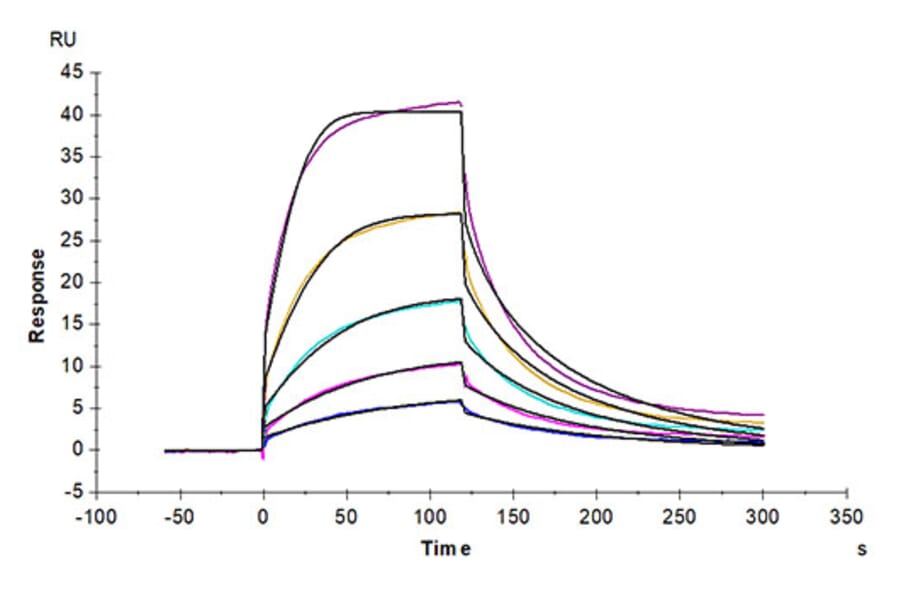 SPR Assay - Recombinant Cynomolgus macaque SIRP alpha Protein (C-terminal His Tag) (A331861) - Antibodies.com