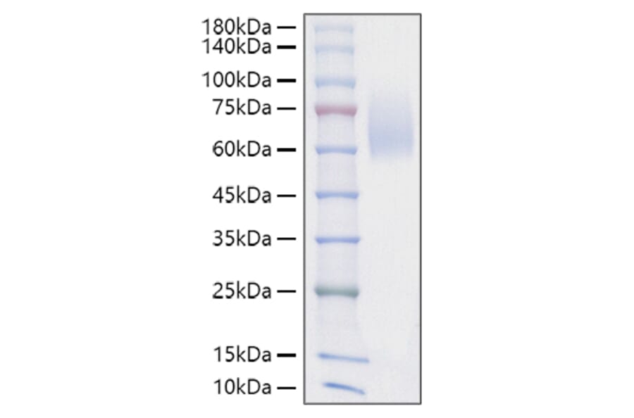 SDS-PAGE - Recombinant Mouse SIRP alpha Protein (C-terminal His Tag) (A331863) - Antibodies.com