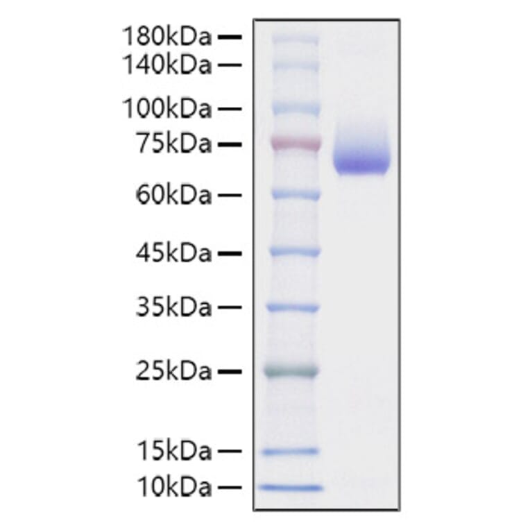 SDS-PAGE - Recombinant Mouse CD48 Protein (C-terminal Human Fc Tag) (A331867) - Antibodies.com