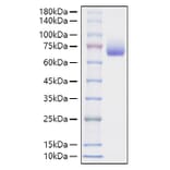 SDS-PAGE - Recombinant Mouse CD48 Protein (C-terminal Human Fc Tag) (A331867) - Antibodies.com