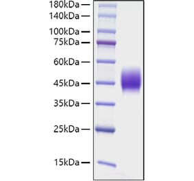 SDS-PAGE - Recombinant Mouse CD48 Protein (C-terminal His Tag) (A331868) - Antibodies.com