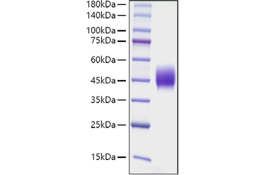 SDS-PAGE - Recombinant Mouse CD48 Protein (C-terminal His Tag) (A331868) - Antibodies.com