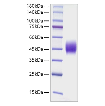 SDS-PAGE - Recombinant Mouse CD48 Protein (C-terminal His Tag) (A331868) - Antibodies.com