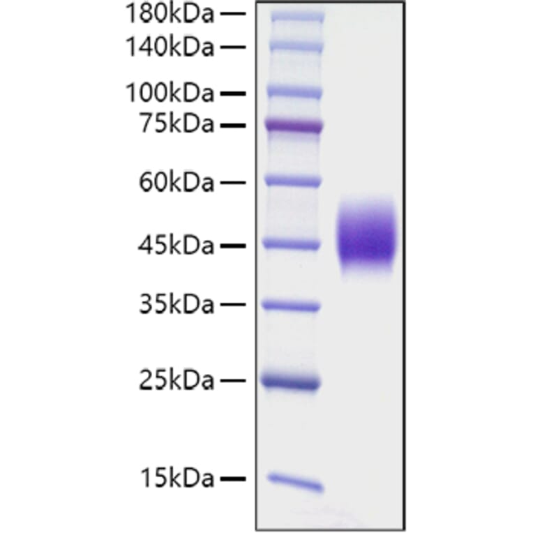 SDS-PAGE - Recombinant Mouse CD48 Protein (C-terminal His Tag) (A331868) - Antibodies.com