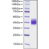 SDS-PAGE - Recombinant Mouse CD48 Protein (C-terminal His Tag) (A331868) - Antibodies.com