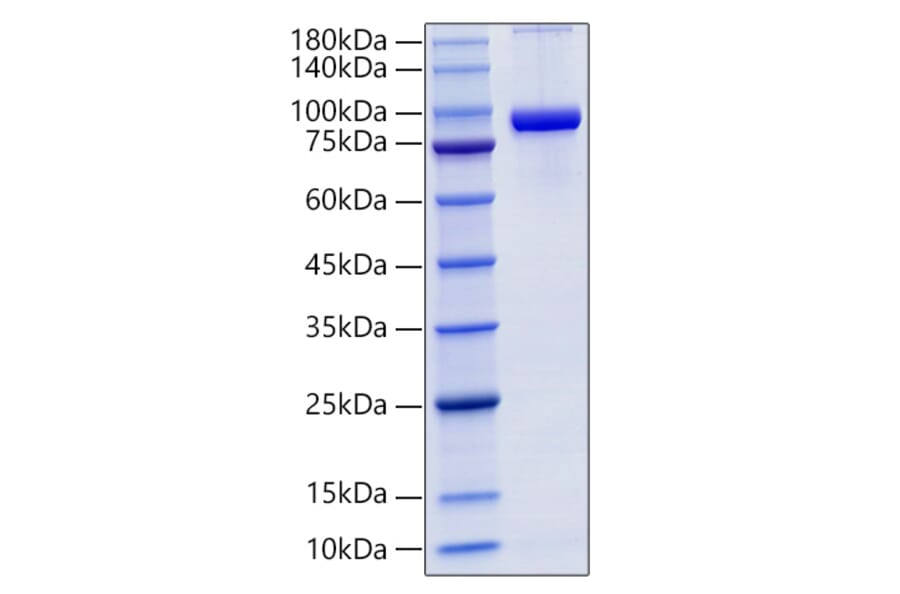 SDS-PAGE - Recombinant Mouse CD71 Protein (C-terminal His Tag) (A331872) - Antibodies.com