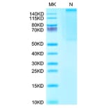 Tris-Bis PAGE - Recombinant Human AFP + HLA-A*02:01 Protein (C-terminal His and Avi Tag) (A331873) - Antibodies.com