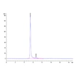 SEC-HPLC - Recombinant Human AFP + HLA-A*02:01 Protein (C-terminal His and Avi Tag) (A331873) - Antibodies.com