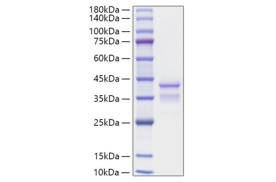 SDS-PAGE - Recombinant Mouse TGF-alpha Protein (C-terminal Human Fc Tag) (A331874) - Antibodies.com