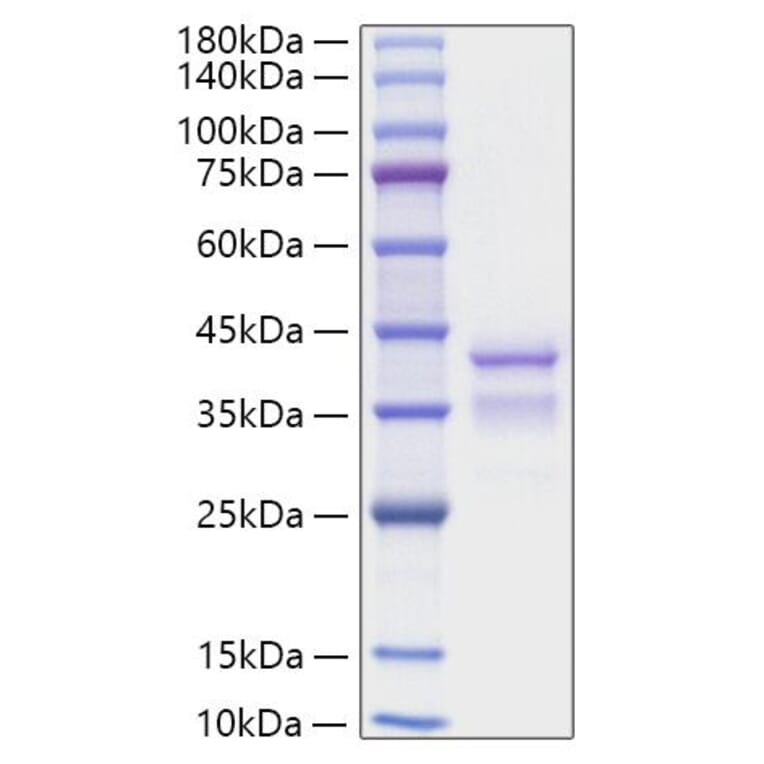 SDS-PAGE - Recombinant Mouse TGF-alpha Protein (C-terminal Human Fc Tag) (A331874) - Antibodies.com