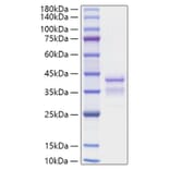 SDS-PAGE - Recombinant Mouse TGF-alpha Protein (C-terminal Human Fc Tag) (A331874) - Antibodies.com