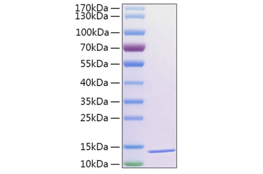 SDS-PAGE - Recombinant Human Thioredoxin 2 Protein (N-terminal His Tag) (A331875) - Antibodies.com