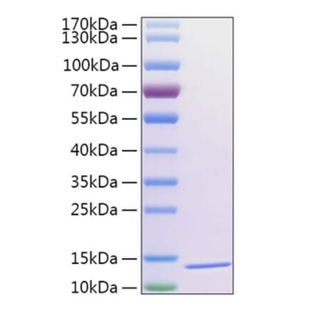 SDS-PAGE - Recombinant Human Thioredoxin 2 Protein (N-terminal His Tag) (A331875) - Antibodies.com