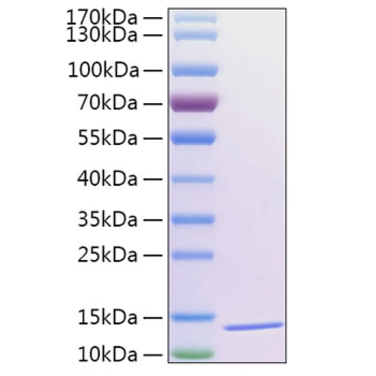 SDS-PAGE - Recombinant Human Thioredoxin 2 Protein (N-terminal His Tag) (A331875) - Antibodies.com