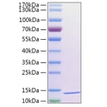 SDS-PAGE - Recombinant Human Thioredoxin 2 Protein (N-terminal His Tag) (A331875) - Antibodies.com