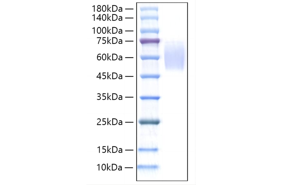 SDS-PAGE - Recombinant Rat Thrombopoietin Protein (C-terminal His Tag) (A331876) - Antibodies.com
