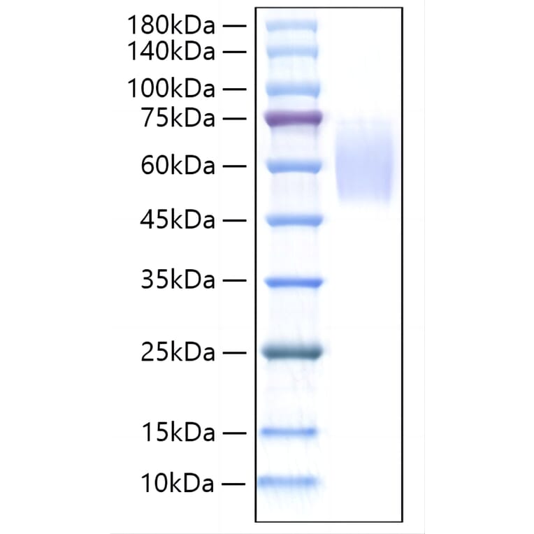 SDS-PAGE - Recombinant Rat Thrombopoietin Protein (C-terminal His Tag) (A331876) - Antibodies.com