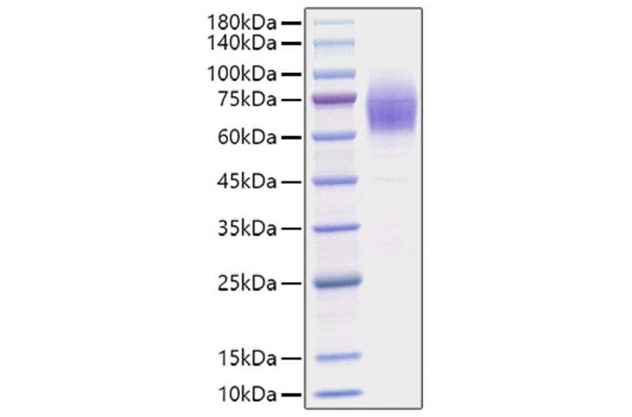 SDS-PAGE - Recombinant Mouse Thrombopoietin Protein (C-terminal His Tag) (A331877) - Antibodies.com