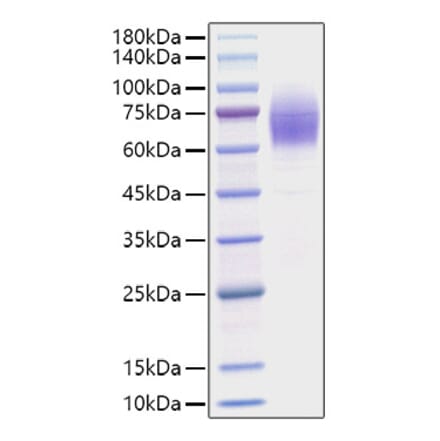 SDS-PAGE - Recombinant Mouse Thrombopoietin Protein (C-terminal His Tag) (A331877) - Antibodies.com