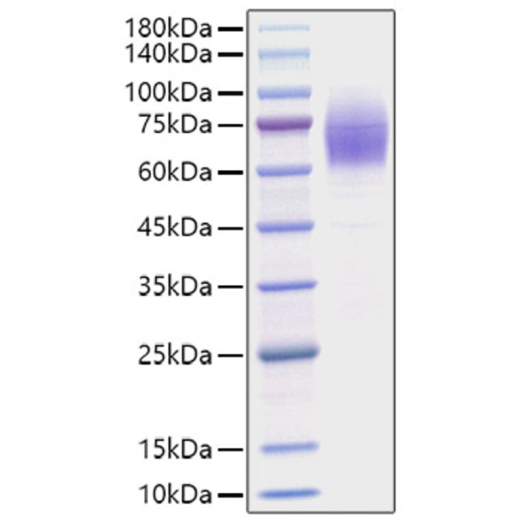 SDS-PAGE - Recombinant Mouse Thrombopoietin Protein (C-terminal His Tag) (A331877) - Antibodies.com