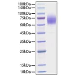 SDS-PAGE - Recombinant Mouse Thrombopoietin Protein (C-terminal His Tag) (A331877) - Antibodies.com