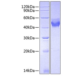 SDS-PAGE - Recombinant Mouse TSLP Protein (C-terminal Human Fc Tag) (A331878) - Antibodies.com
