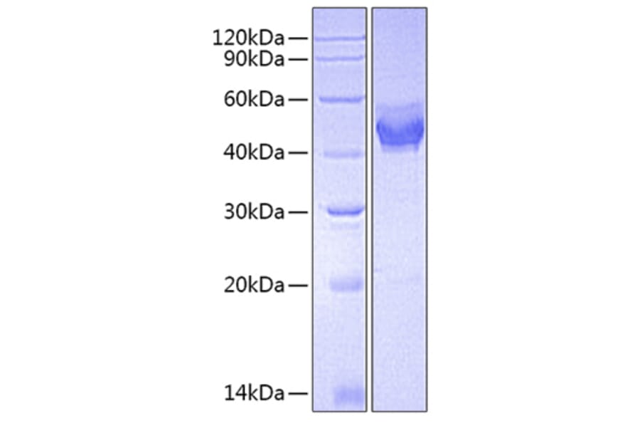 SDS-PAGE - Recombinant Mouse TSLP Protein (C-terminal Human Fc Tag) (A331878) - Antibodies.com