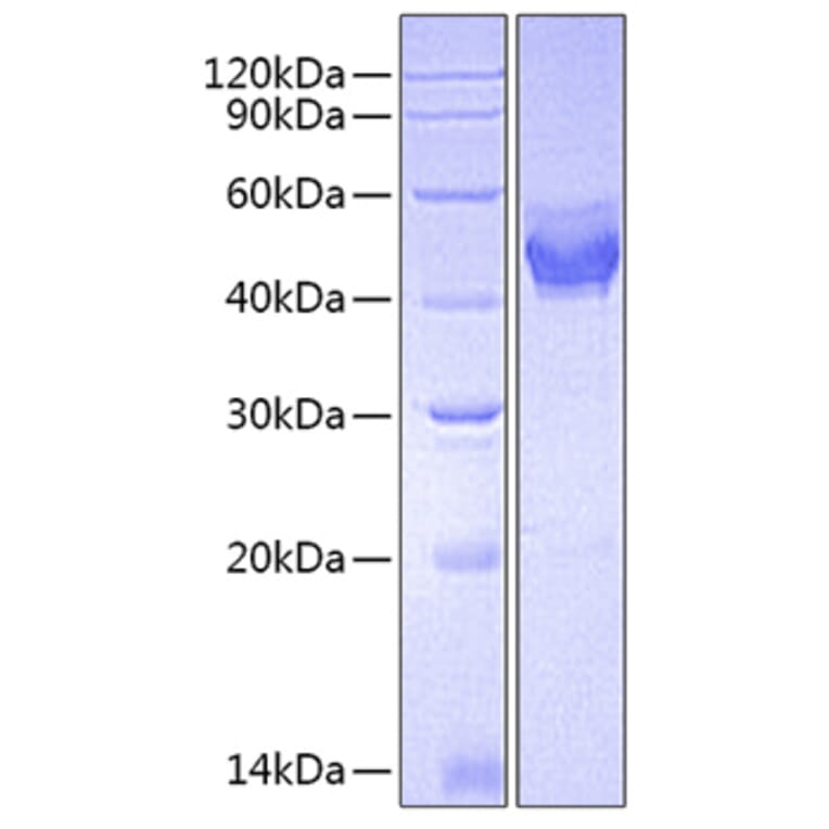 SDS-PAGE - Recombinant Mouse TSLP Protein (C-terminal Human Fc Tag) (A331878) - Antibodies.com