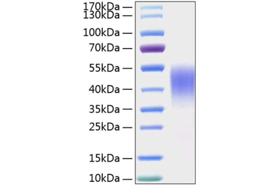 SDS-PAGE - Recombinant Mouse TIM 3 Protein (C-terminal His Tag) (A331879) - Antibodies.com