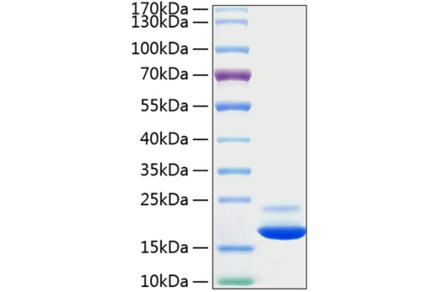 SDS-PAGE - Recombinant Mouse TNF-alpha Protein (C-terminal His Tag) (A331883) - Antibodies.com