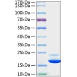 SDS-PAGE - Recombinant Mouse TNF-alpha Protein (C-terminal His Tag) (A331883) - Antibodies.com