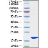 SDS-PAGE - Recombinant Rat TNF-alpha Protein (C-terminal His Tag) (A331884) - Antibodies.com