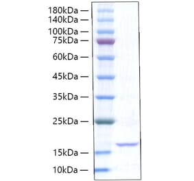 SDS-PAGE - Recombinant Rat TNF-alpha Protein (A331885) - Antibodies.com