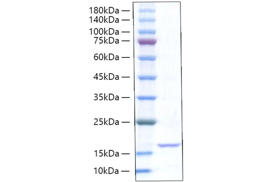 SDS-PAGE - Recombinant Rat TNF-alpha Protein (A331885) - Antibodies.com