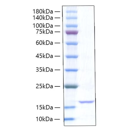 SDS-PAGE - Recombinant Rat TNF-alpha Protein (A331885) - Antibodies.com