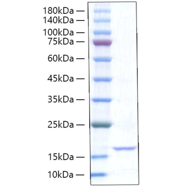 SDS-PAGE - Recombinant Rat TNF-alpha Protein (A331885) - Antibodies.com