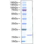 SDS-PAGE - Recombinant Rat TNF-alpha Protein (A331885) - Antibodies.com