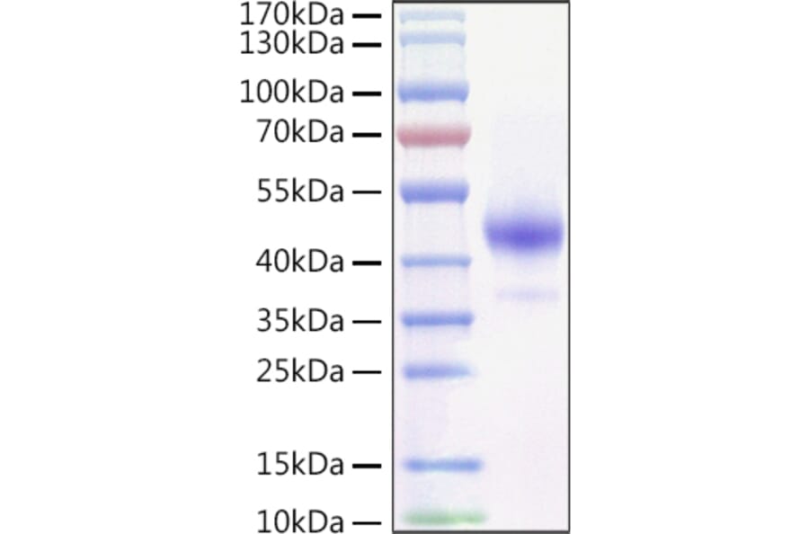 SDS-PAGE - Recombinant Mouse TNFRSF13C Protein (C-terminal Human Fc and Avi Tag) (A331887) - Antibodies.com