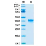 Tris-Bis PAGE - Recombinant Cynomolgus macaque BCMA Protein (C-terminal Human Fc Tag) (A331888) - Antibodies.com