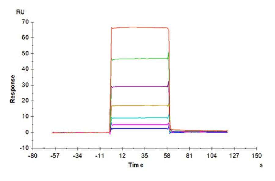 SPR Assay - Recombinant Mouse BCMA Protein (C-terminal His and Avi Tag) (A331889) - Antibodies.com