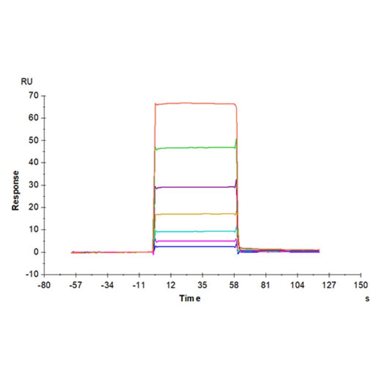 SPR Assay - Recombinant Mouse BCMA Protein (C-terminal His and Avi Tag) (A331889) - Antibodies.com