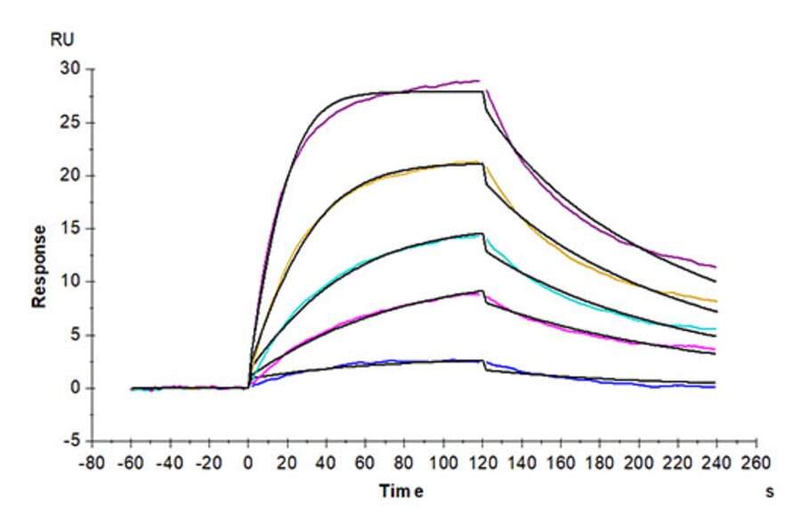 SPR Assay - Recombinant Mouse BCMA Protein (C-terminal Human Fc Tag) (A331890) - Antibodies.com
