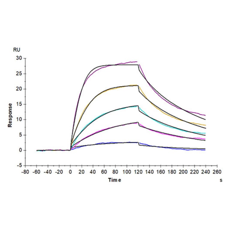 SPR Assay - Recombinant Mouse BCMA Protein (C-terminal Human Fc Tag) (A331890) - Antibodies.com