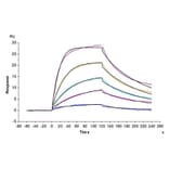 SPR Assay - Recombinant Mouse BCMA Protein (C-terminal Human Fc Tag) (A331890) - Antibodies.com