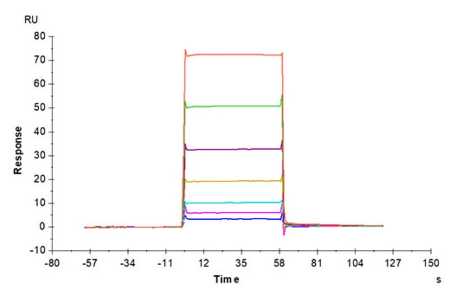 SPR Assay - Recombinant Mouse BCMA Protein (Biotin) (C-terminal His and Avi Tag) (A331891) - Antibodies.com