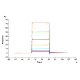SPR Assay - Recombinant Mouse BCMA Protein (Biotin) (C-terminal His and Avi Tag) (A331891) - Antibodies.com