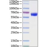SDS-PAGE - Recombinant Mouse TNFRSF1A Protein (C-terminal Human Fc and His Tag) (A331894) - Antibodies.com